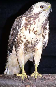 Ruigpootbuizerd Texel Ruigpootbuizerd Texel